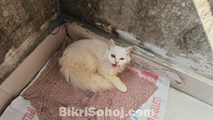 Parisian & Mix Breed